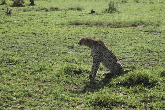 Cheetah In Grass In Masai Mara National Park