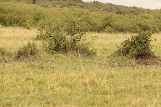 Deer At Masai Mara Kenya Africa