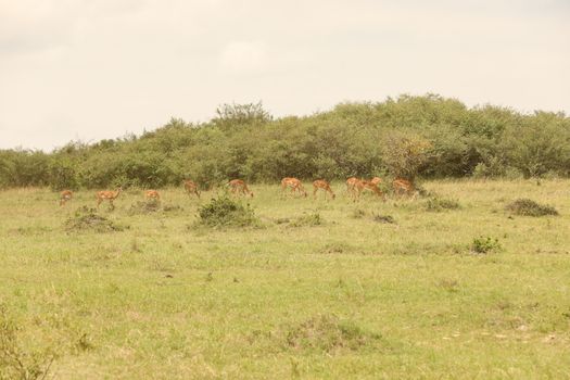 Deer At Masai Mara Kenya Africa