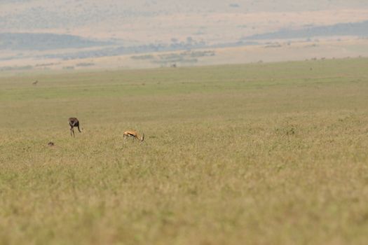 Deer At Masai Mara Kenya Africa