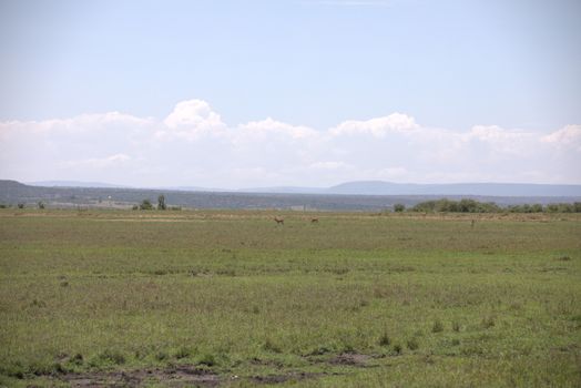 Deer At Masai Mara Kenya Africa