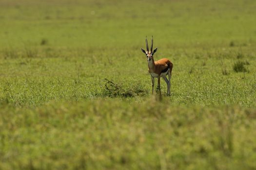Deer At Masai Mara Kenya Africa