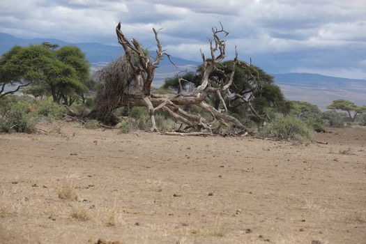 Dry Tree Masai Mara Kenya Africa