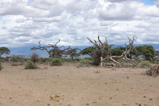 Dry Tree Masai Mara Kenya Africa