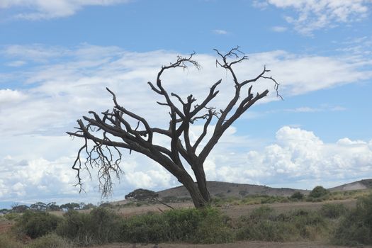 Dry Tree Masai Mara Kenya Africa