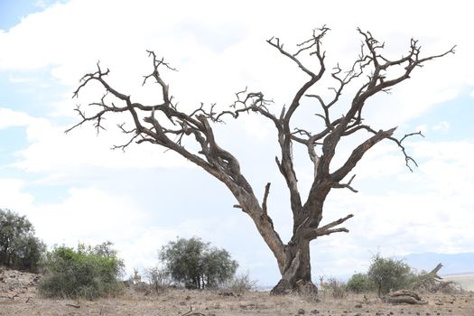 Dry Tree Masai Mara Kenya Africa