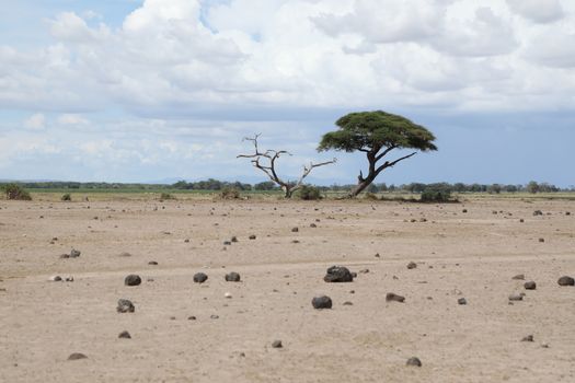 Dry Tree Masai Mara Kenya Africa