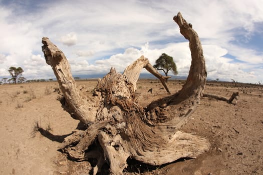 Dry Tree Masai Mara Kenya Africa