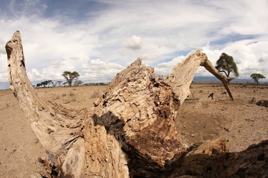 Dry Tree Masai Mara Kenya Africa