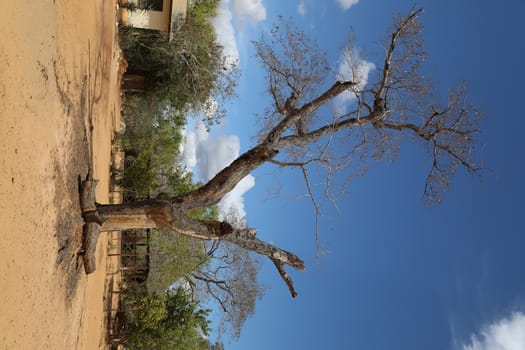 Dry Tree Masai Mara Kenya Africa