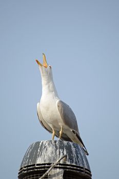 A herring gull, latin name Larus argentatusl, opening it's beak and squarking into the air on top of a chimney.  