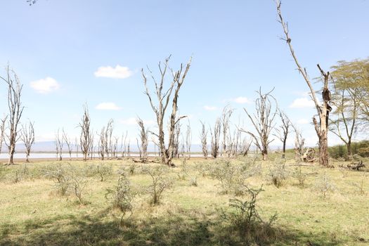 Dry Tree Masai Mara Kenya Africa