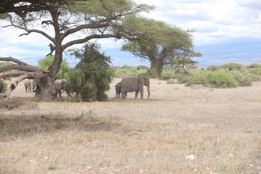 Elephant Feeding In The Grassland Kenya Africa