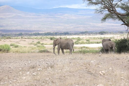 Elephant Feeding In The Grassland Kenya Africa