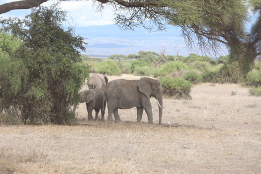 Elephant Feeding In The Grassland Kenya Africa