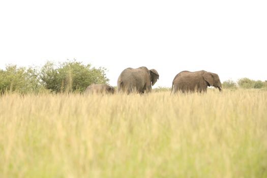 Elephant Feeding In The Grassland Kenya Africa