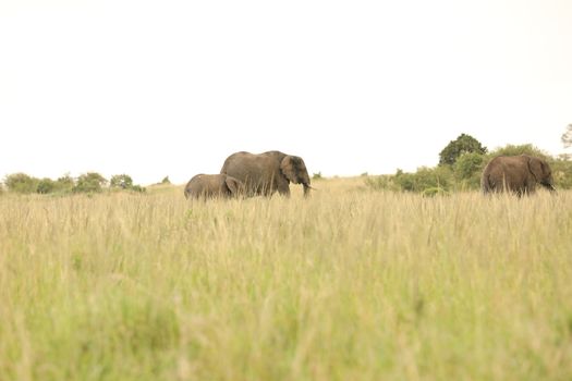 Elephant Feeding In The Grassland Kenya Africa