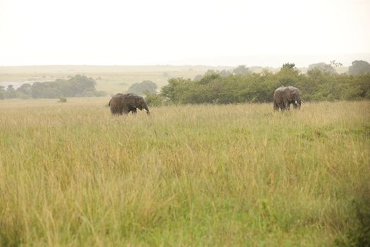 Elephant Feeding In The Grassland Kenya Africa