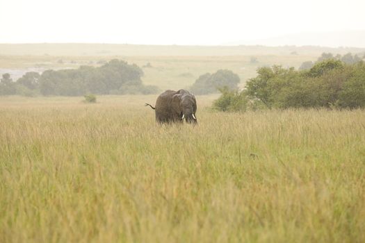 Elephant Feeding In The Grassland Kenya Africa