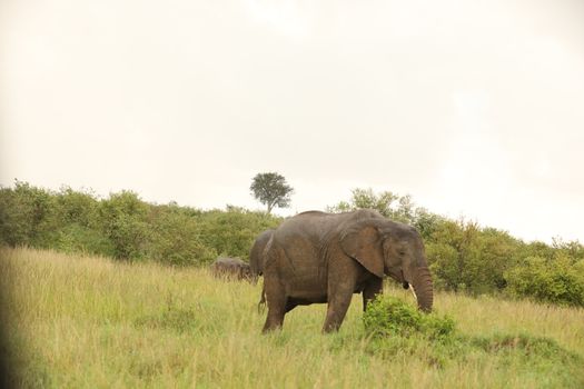 Elephant Feeding In The Grassland Kenya Africa