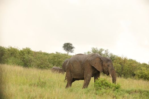 Elephant Feeding In The Grassland Kenya Africa