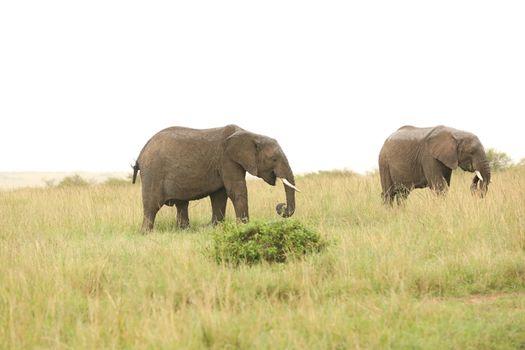 Elephant Feeding In The Grassland Kenya Africa