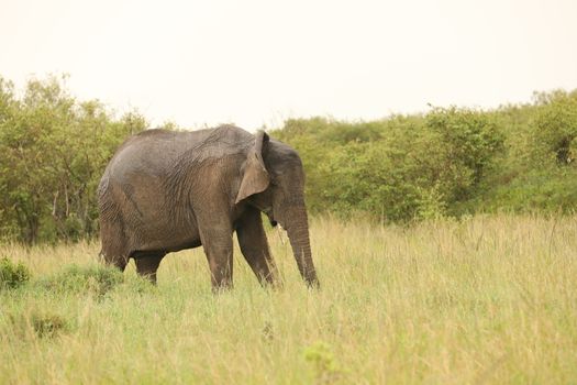 Elephant Feeding In The Grassland Kenya Africa