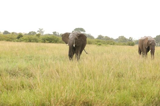 Elephant Feeding In The Grassland Kenya Africa