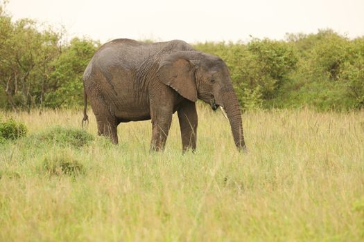 Elephant Feeding In The Grassland Kenya Africa