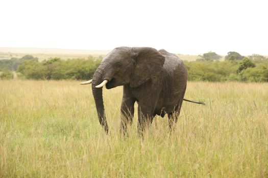 Elephant Feeding In The Grassland Kenya Africa