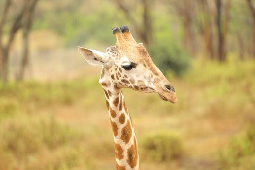 Giraffe In Wildlife Masai Mara Kenya Africa