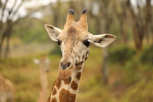 Giraffe In Wildlife Masai Mara Kenya Africa