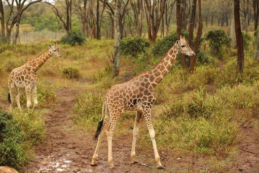 Giraffe In Wildlife Masai Mara Kenya Africa