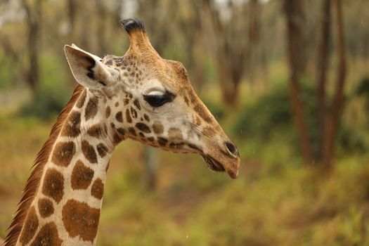 Giraffe In Wildlife Masai Mara Kenya Africa