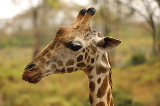 Giraffe In Wildlife Masai Mara Kenya Africa