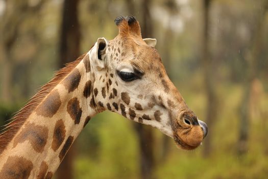 Giraffe In Wildlife Masai Mara Kenya Africa