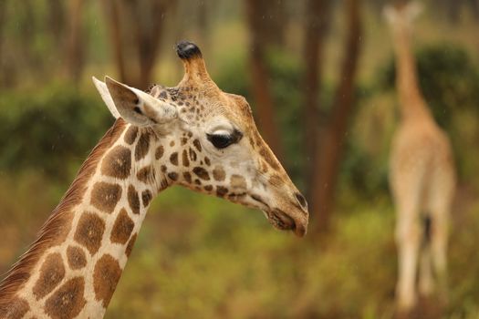 Giraffe In Wildlife Masai Mara Kenya Africa