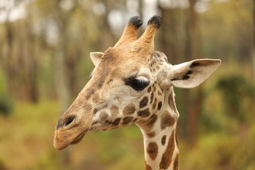 Giraffe In Wildlife Masai Mara Kenya Africa