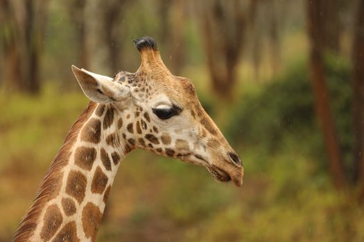 Giraffe In Wildlife Masai Mara Kenya Africa