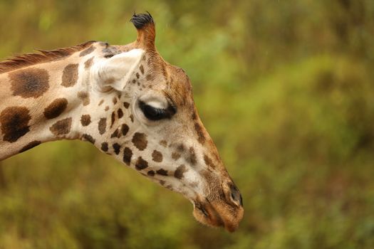 Giraffe In Wildlife Masai Mara Kenya Africa