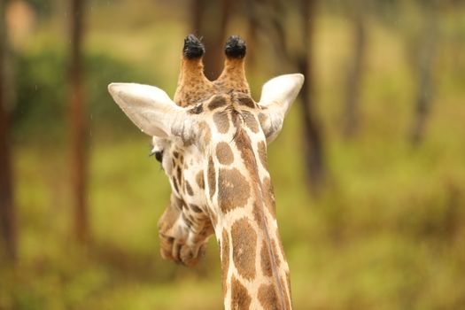 Giraffe In Wildlife Masai Mara Kenya Africa