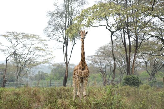 Giraffe In Wildlife Masai Mara Kenya Africa