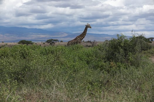 Giraffe In Wildlife Masai Mara Kenya Africa