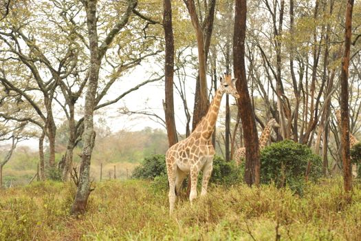 Giraffe In Wildlife Masai Mara Kenya Africa