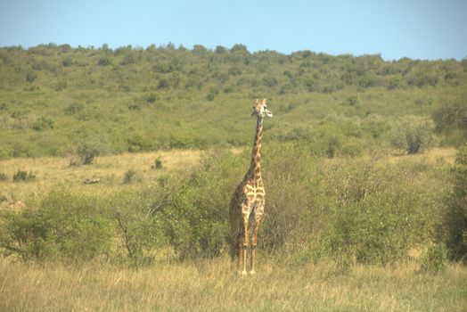 Giraffe In Wildlife Masai Mara Kenya Africa