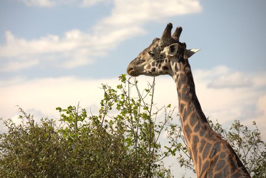 Giraffe In Wildlife Masai Mara Kenya Africa