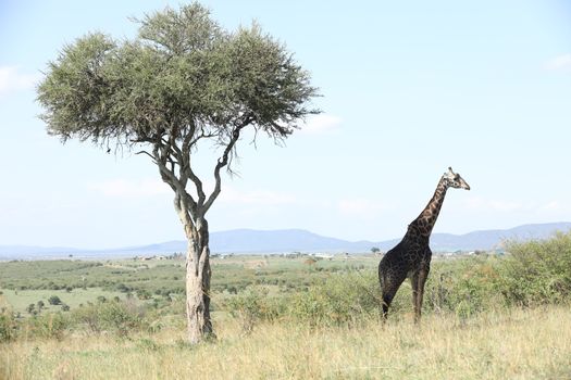 Giraffe In Wildlife Masai Mara Kenya Africa