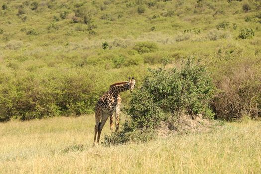 Giraffe In Wildlife Masai Mara Kenya Africa