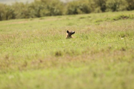 Wild Spotted Hyena In The Masai Mara, Kenya, Africa