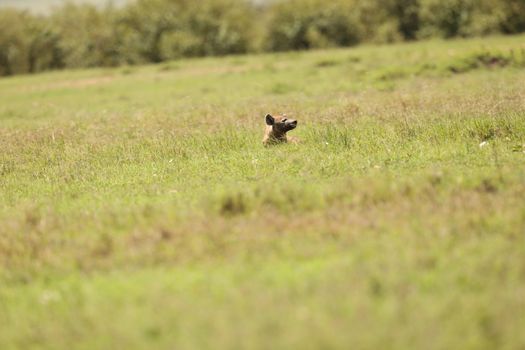 Wild Spotted Hyena In The Masai Mara, Kenya, Africa